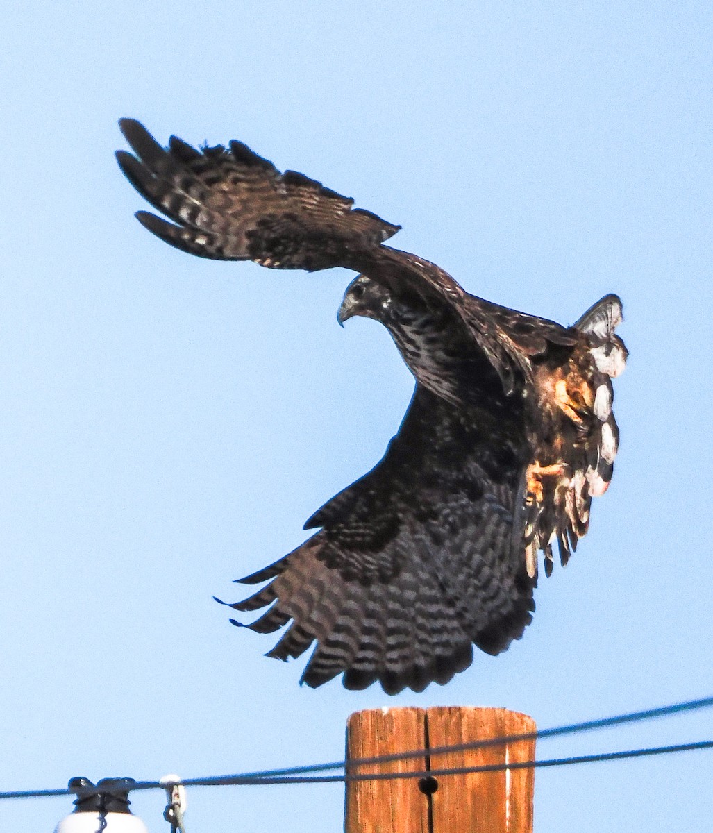 Red-tailed Hawk (Harlan's) - ML646318369