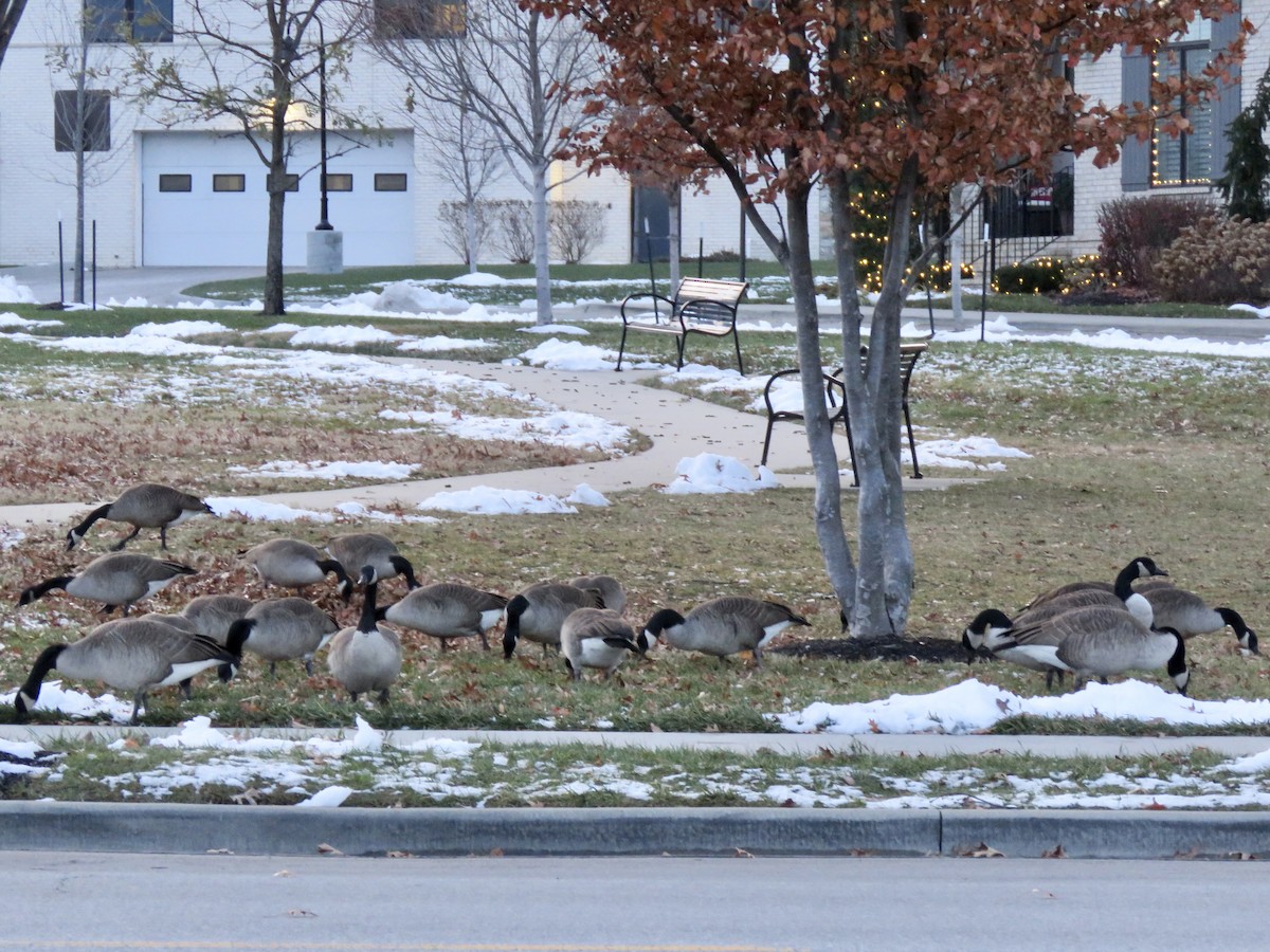 Canada Goose - ML646318371