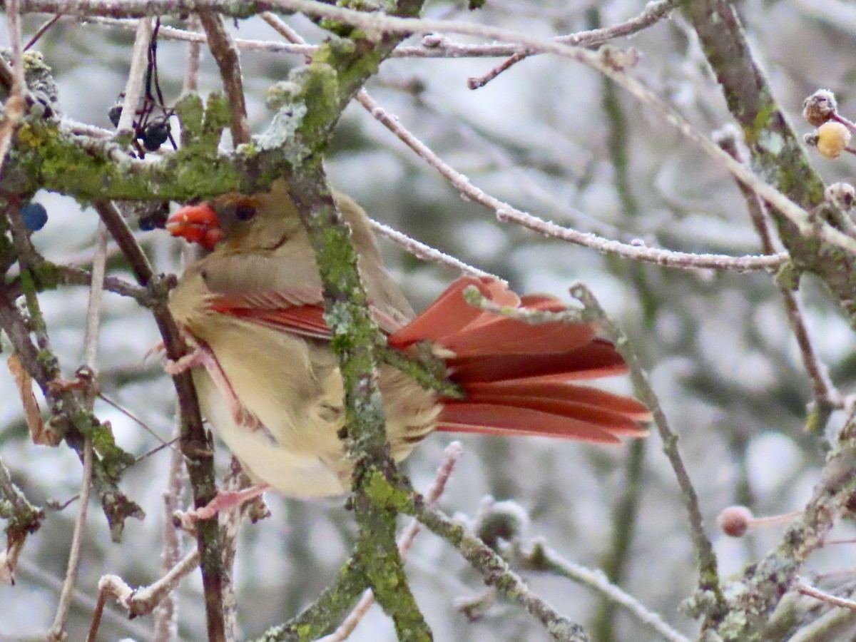 Northern Cardinal - ML646318372
