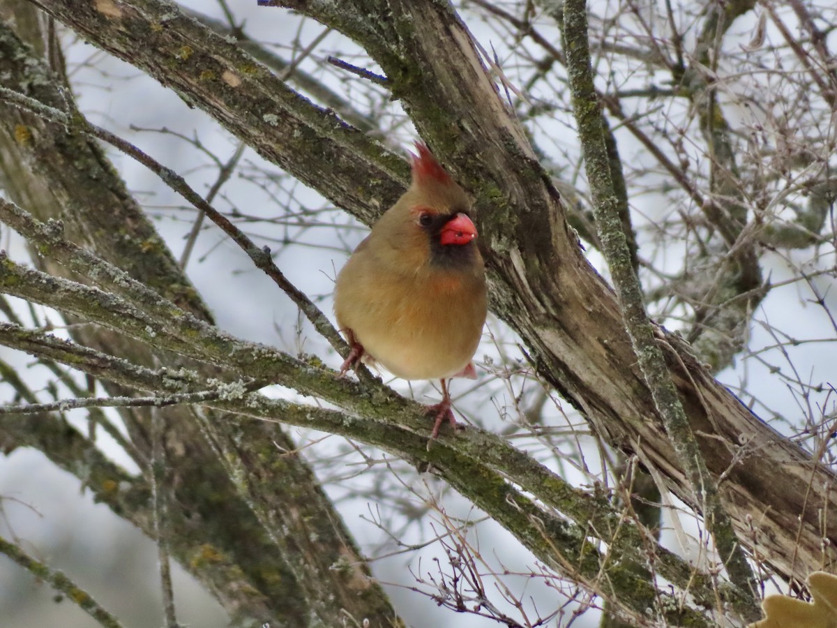 Northern Cardinal - ML646318373