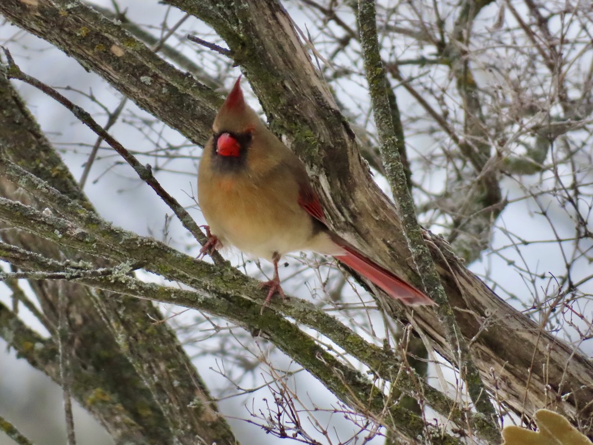 Northern Cardinal - ML646318374