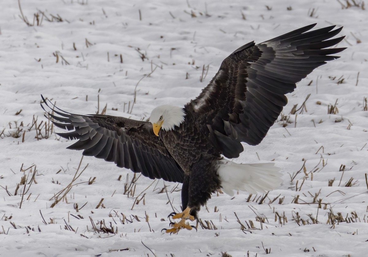 Белоголовый орлан - ML646318375