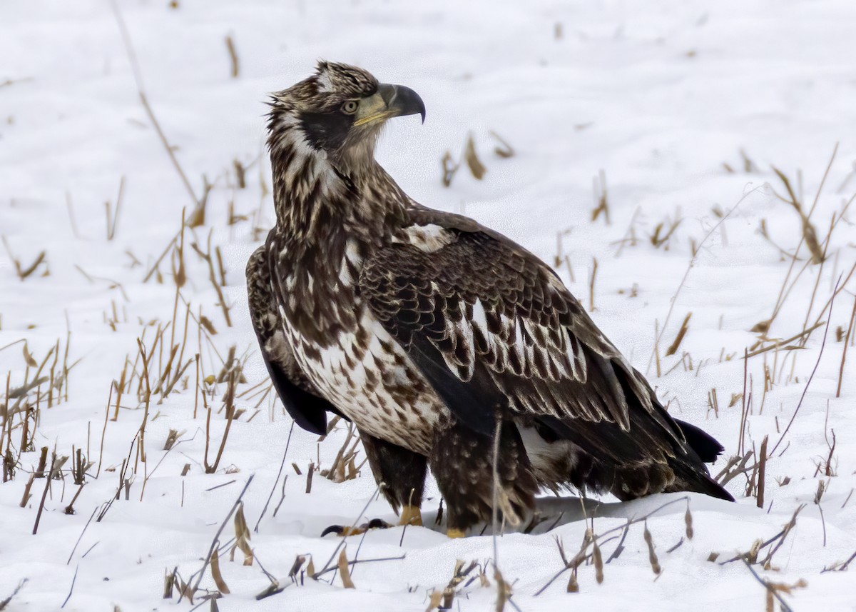 Белоголовый орлан - ML646318376