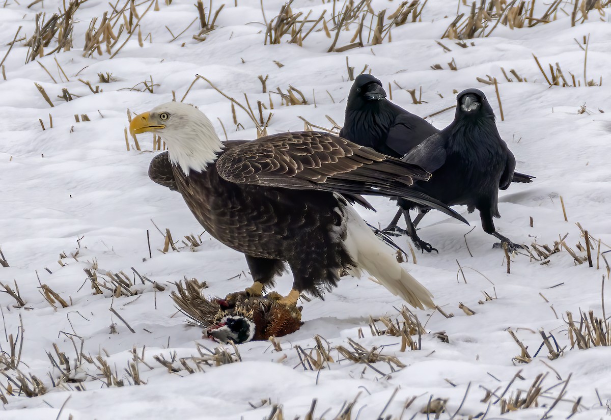 Белоголовый орлан - ML646318377