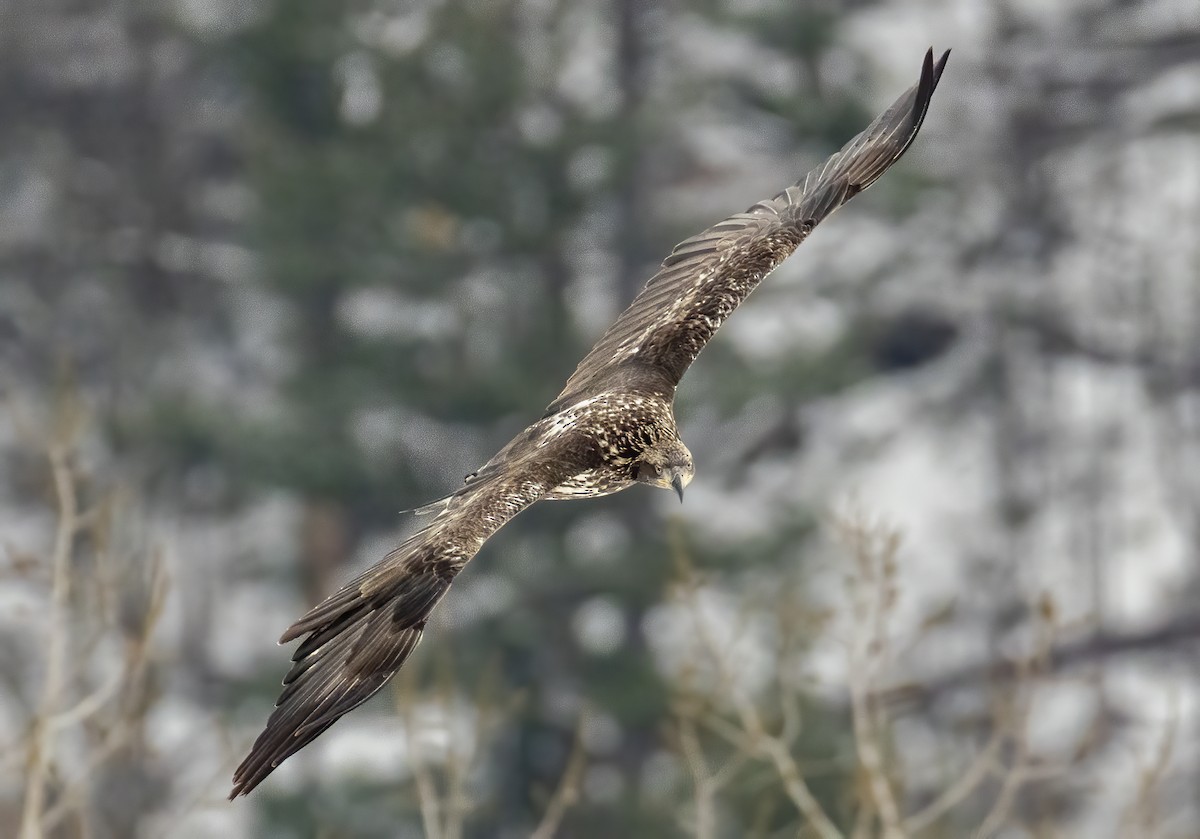 Белоголовый орлан - ML646318378