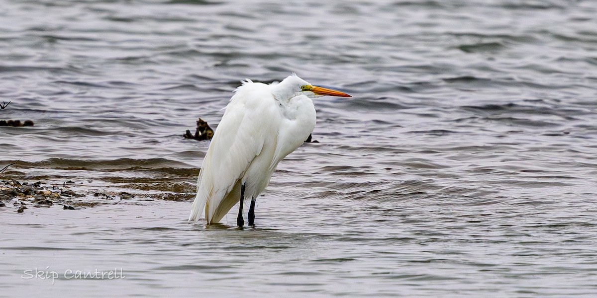 Большая белая цапля - ML646318384