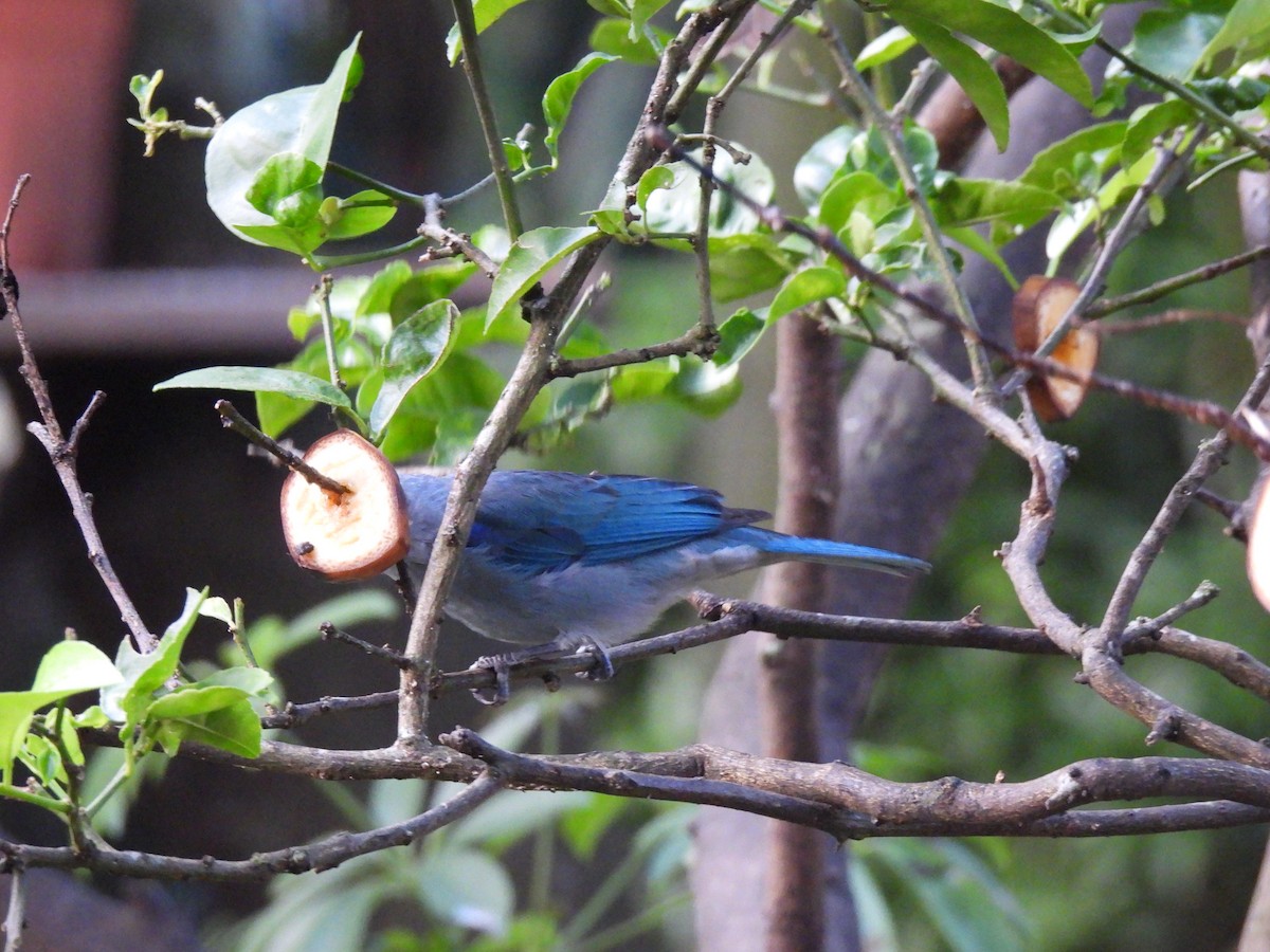 Сине-серая танагра - ML646318385