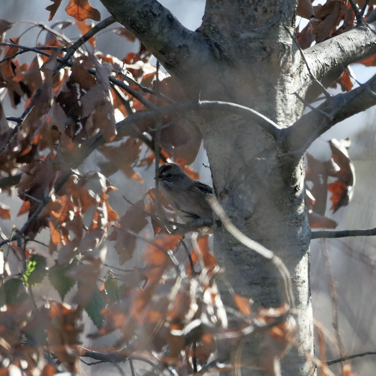 Воробьиная овсянка - ML646318387