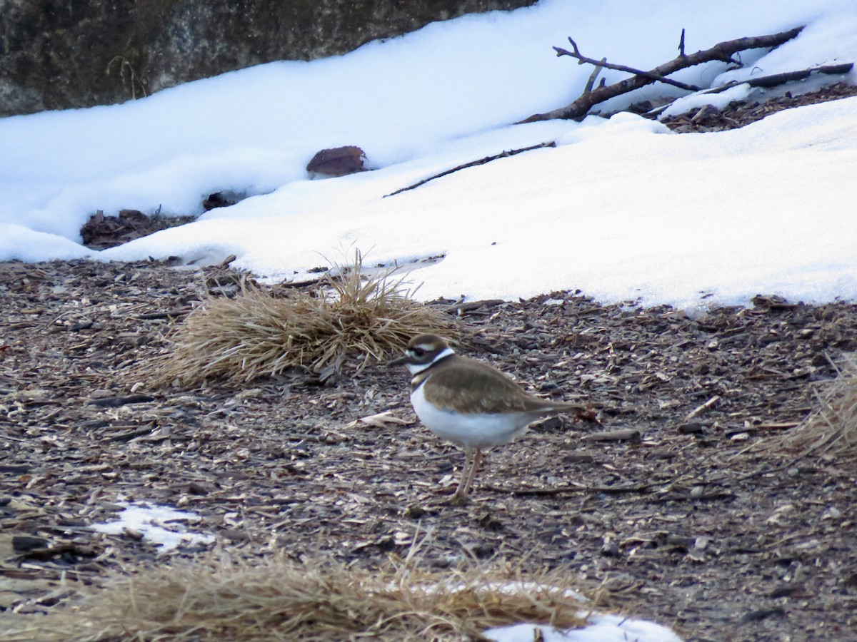 Крикливый зуёк - ML646318388