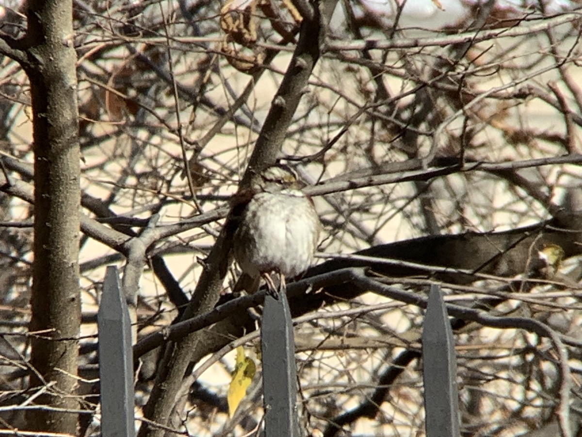 Белогорлая зонотрихия - ML646318390