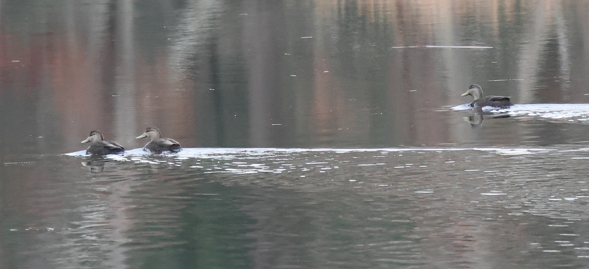 Американская кряква - ML646318392