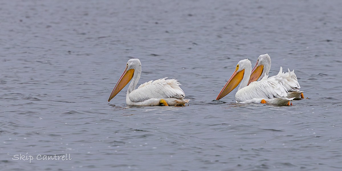 Пеликан-носорог - ML646318393