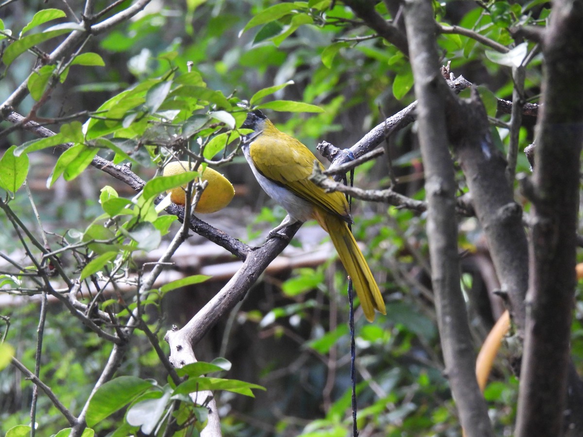 Черноголовый сальтатор - ML646318394