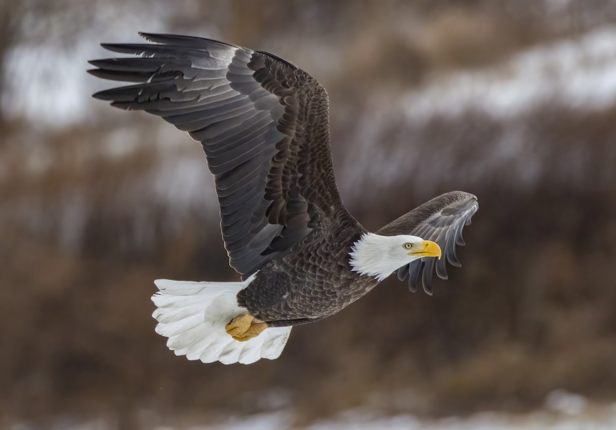 Белоголовый орлан - ML646318395