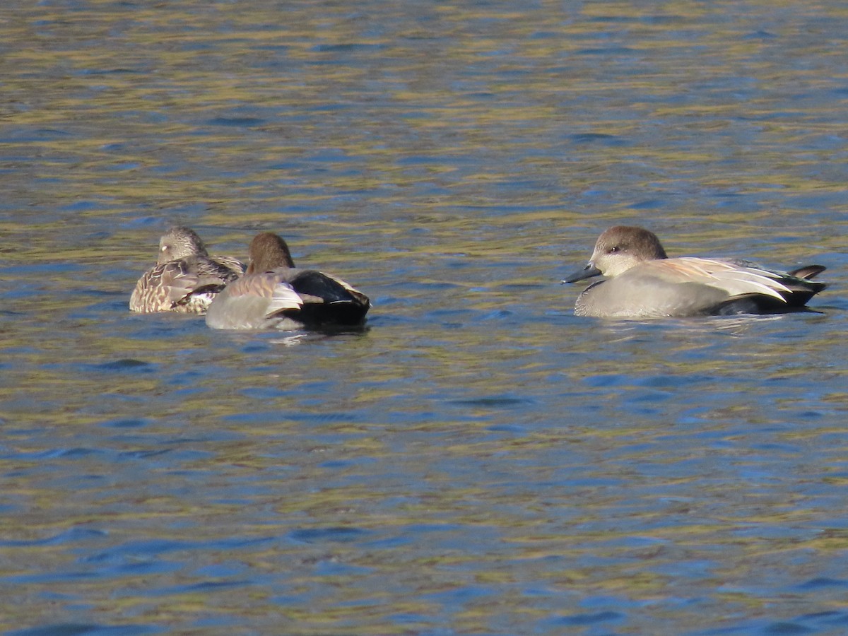 Серая утка - ML646318397