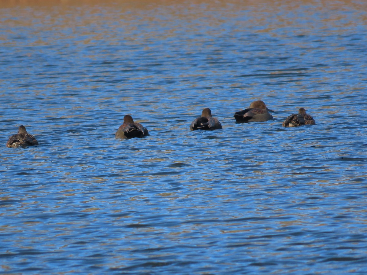 Серая утка - ML646318398