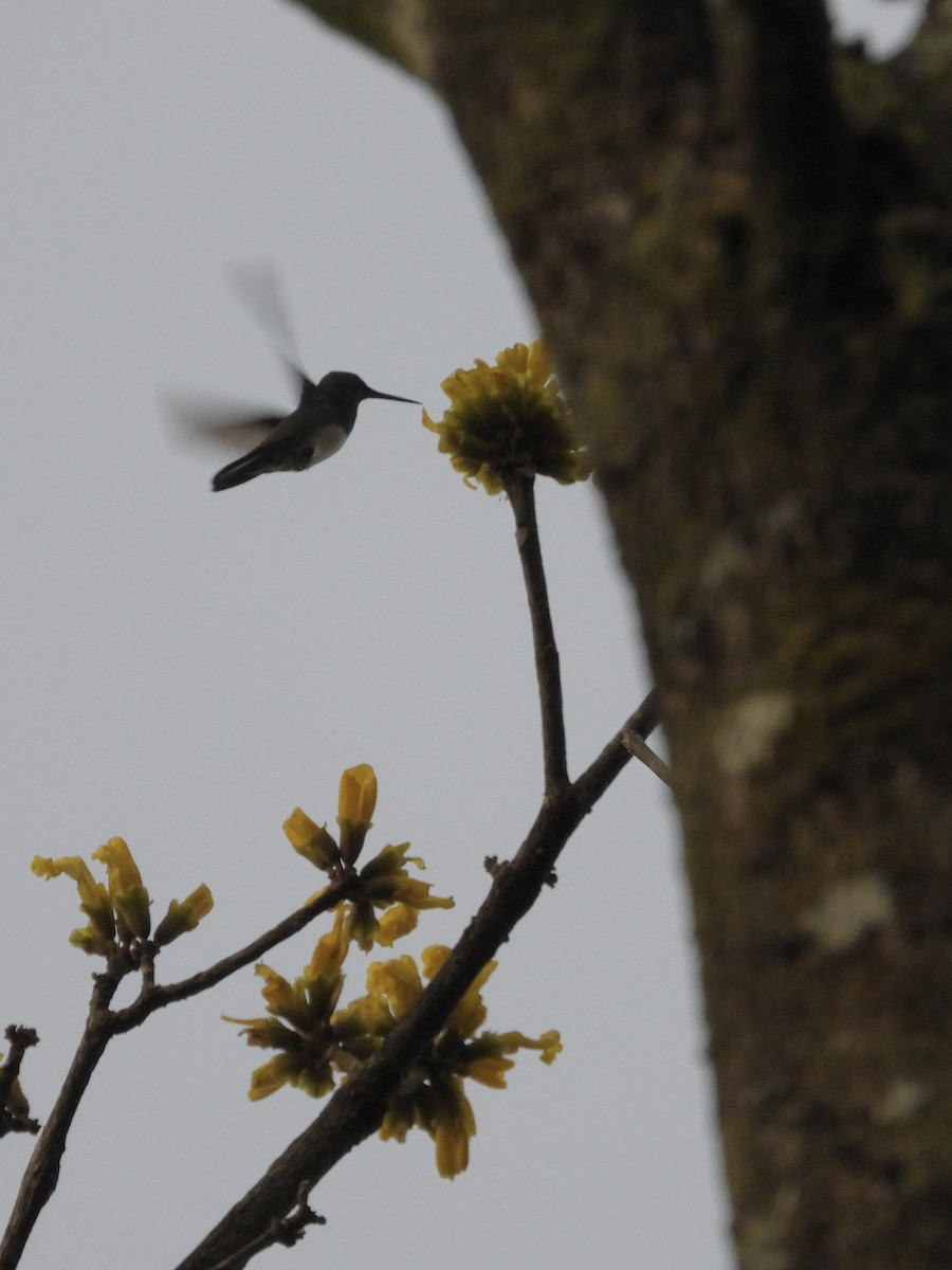 Бронзовоплечая амазилия - ML646318400