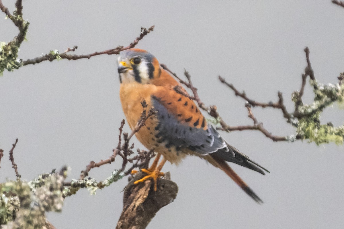 Воробьиная пустельга - ML646318401