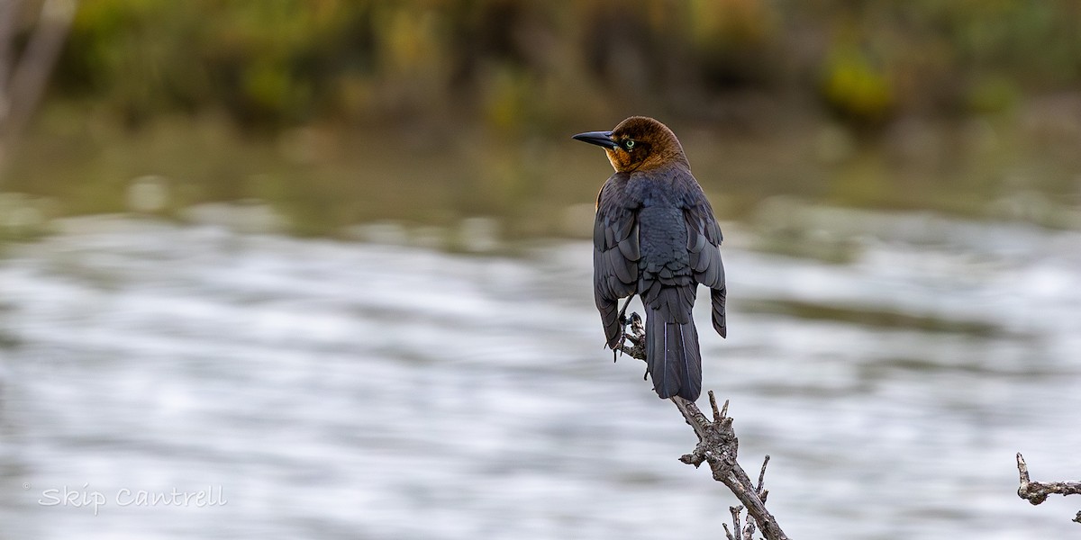 Большехвостый гракл - ML646318402