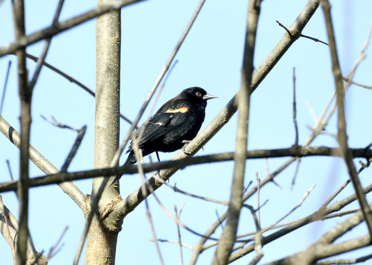 Красноплечий трупиал - ML646318404