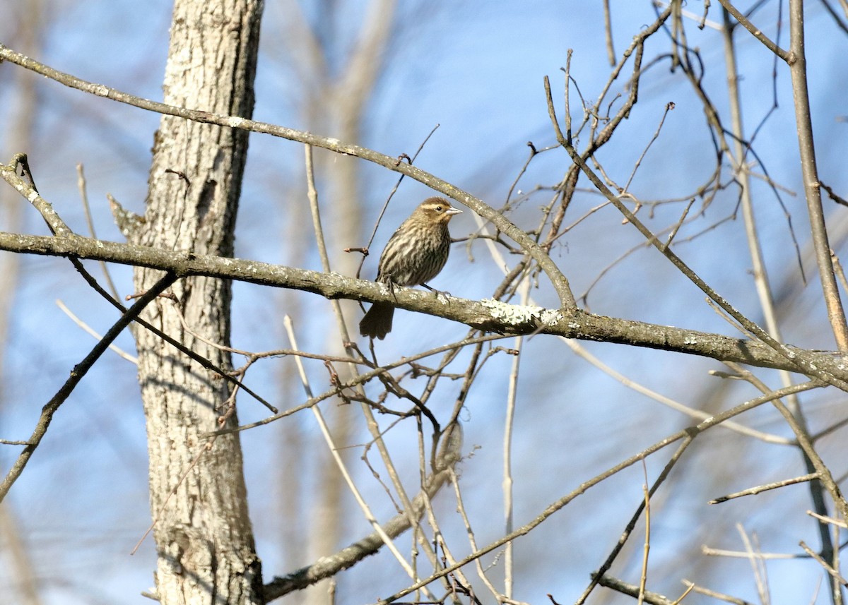 Красноплечий трупиал - ML646318405