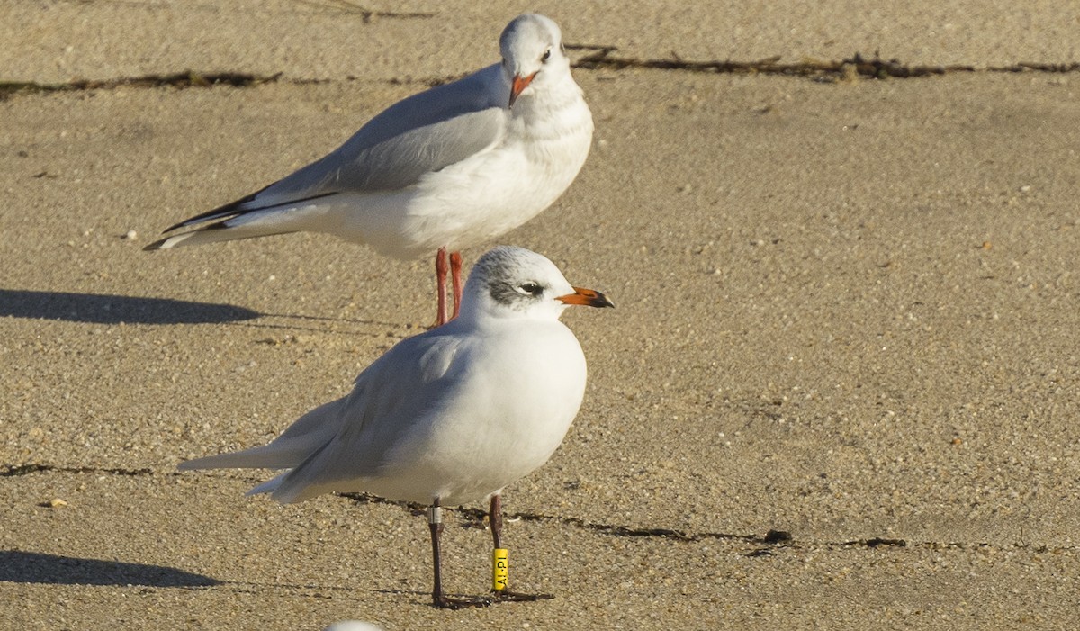 Черноголовая чайка - ML646318406