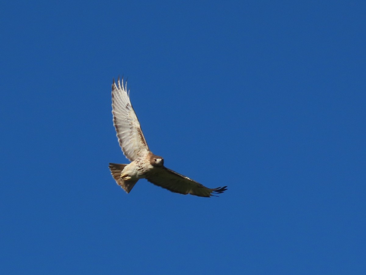 Краснохвостый канюк - ML646318408