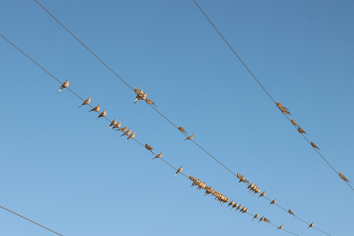 Плачущая горлица - ML646318410