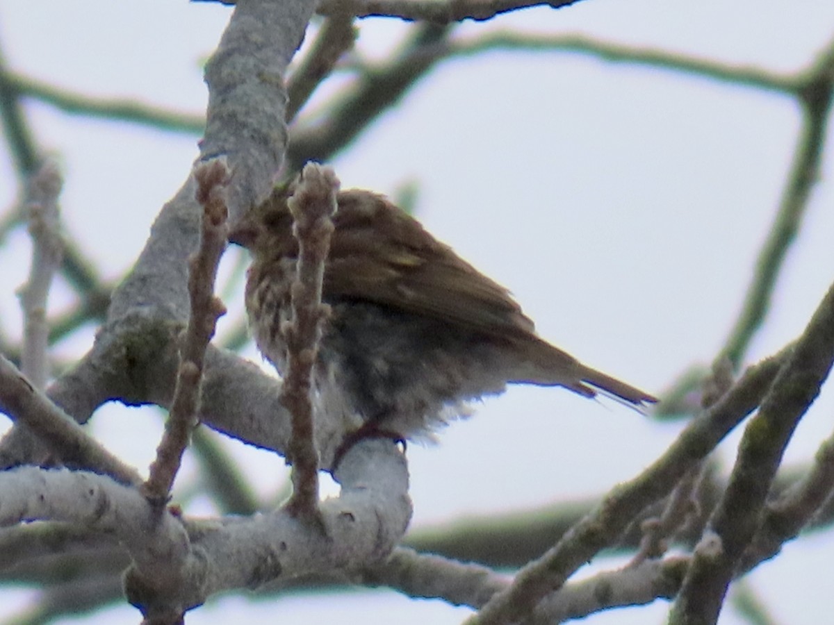 Пурпурная чечевица - ML646318411