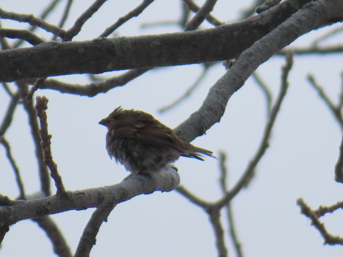 Пурпурная чечевица - ML646318412