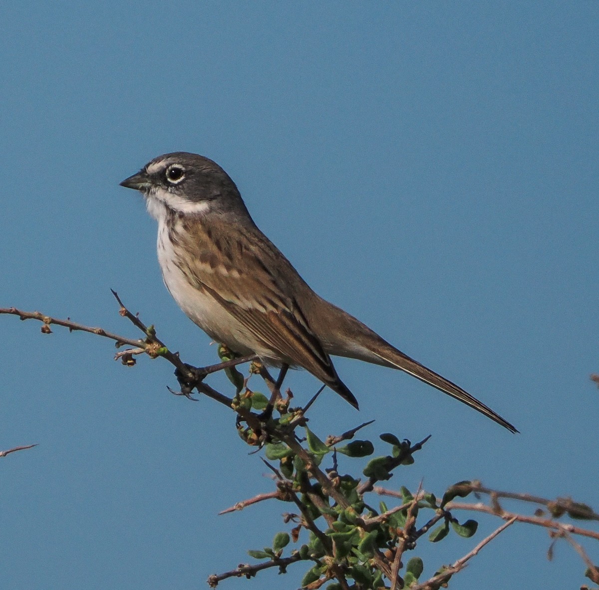 Полынная овсянка - ML646318413