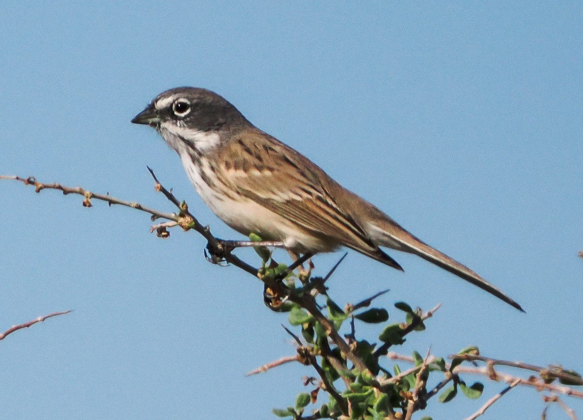 Полынная овсянка - ML646318414