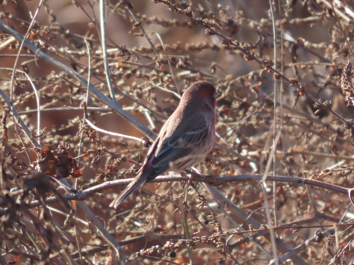 Мексиканская чечевица - ML646318415