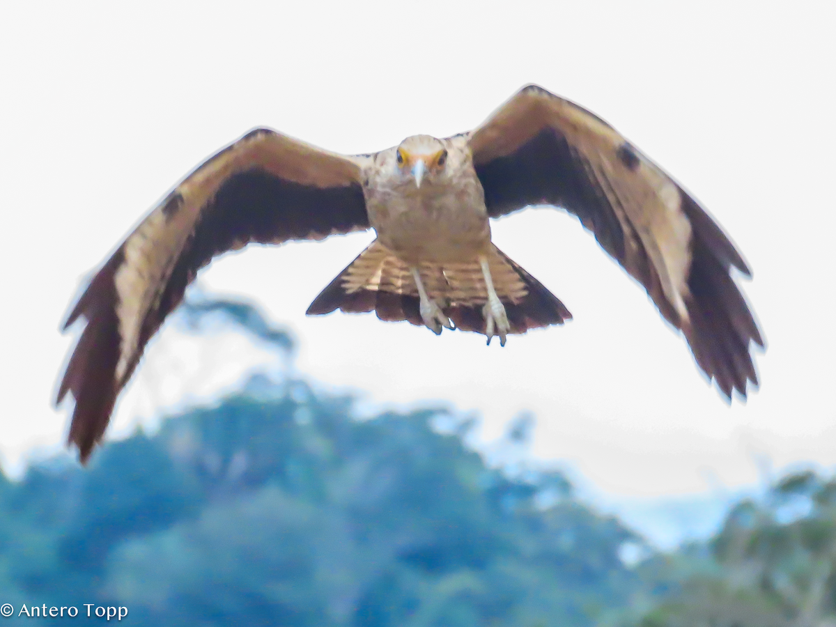 Yellow-headed Caracara - ML646318416