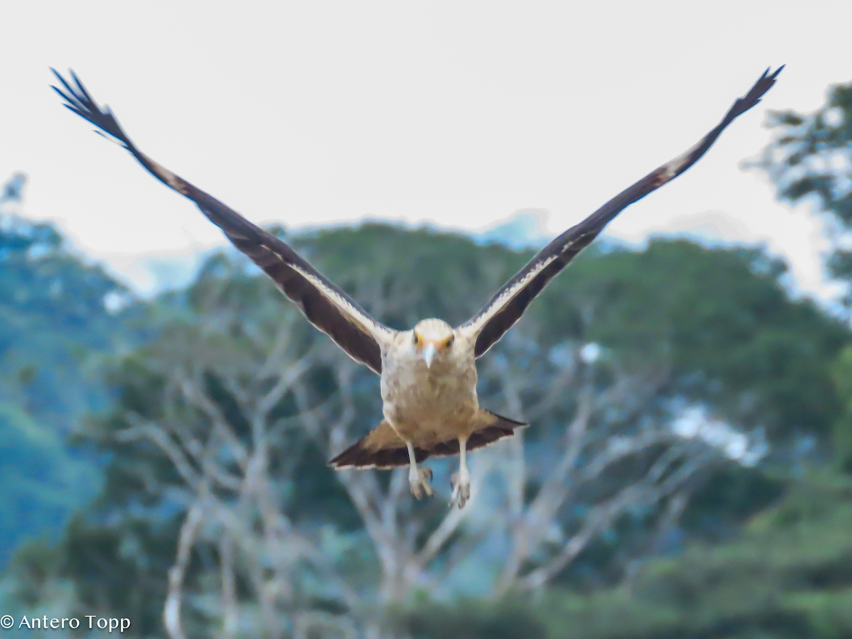 Yellow-headed Caracara - ML646318418