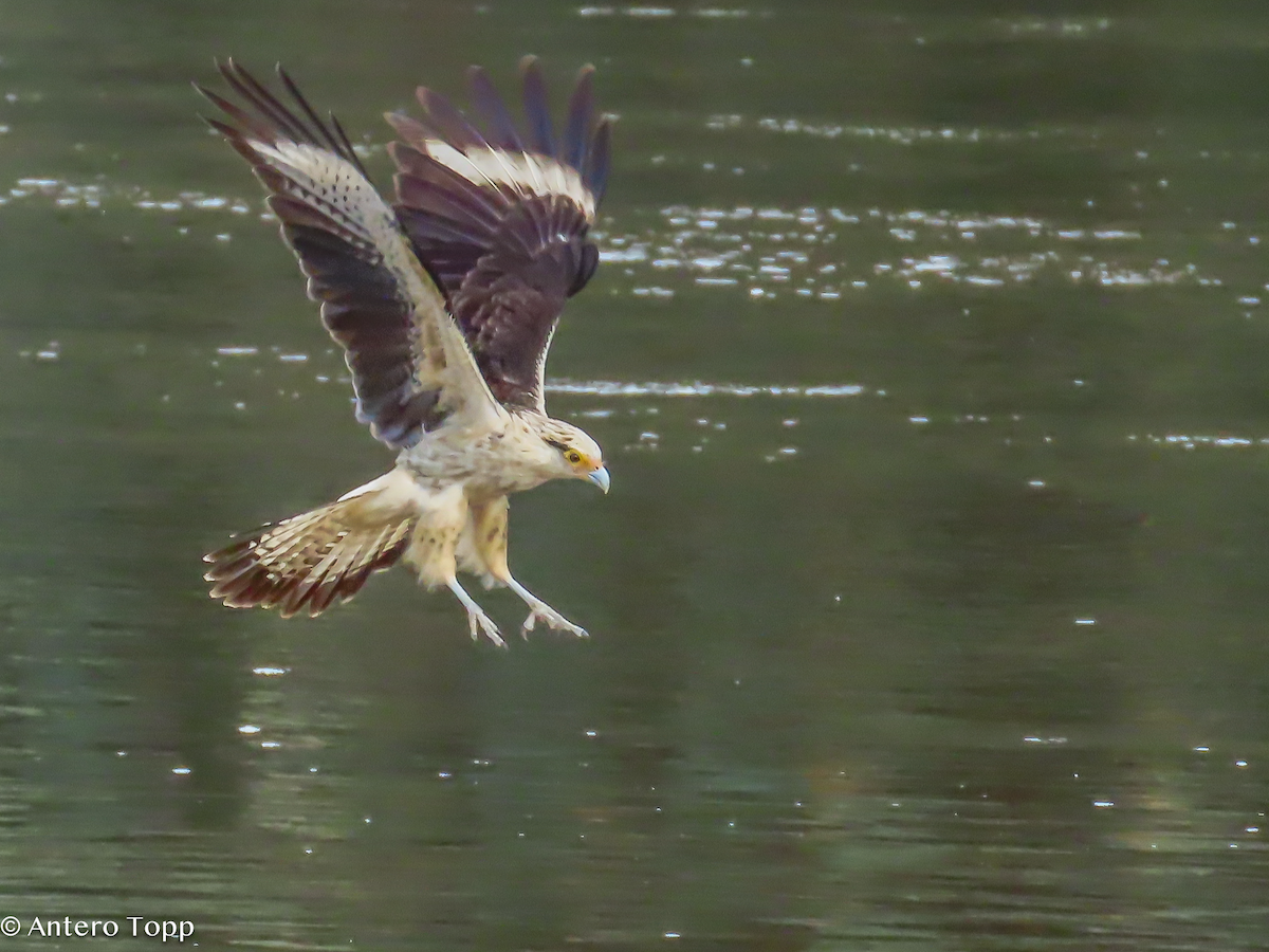 Yellow-headed Caracara - ML646318419