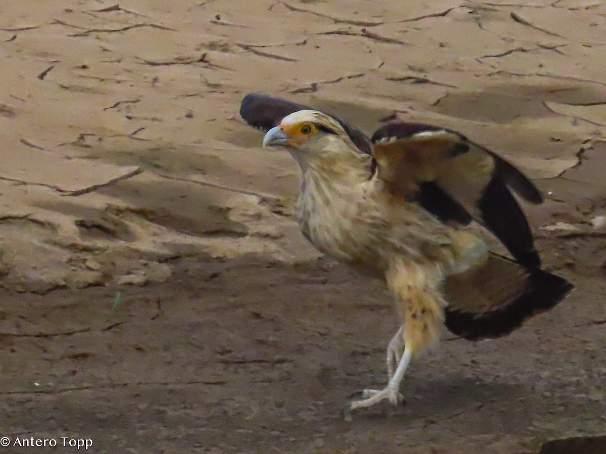 Yellow-headed Caracara - ML646318422