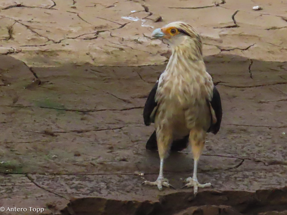Yellow-headed Caracara - ML646318423