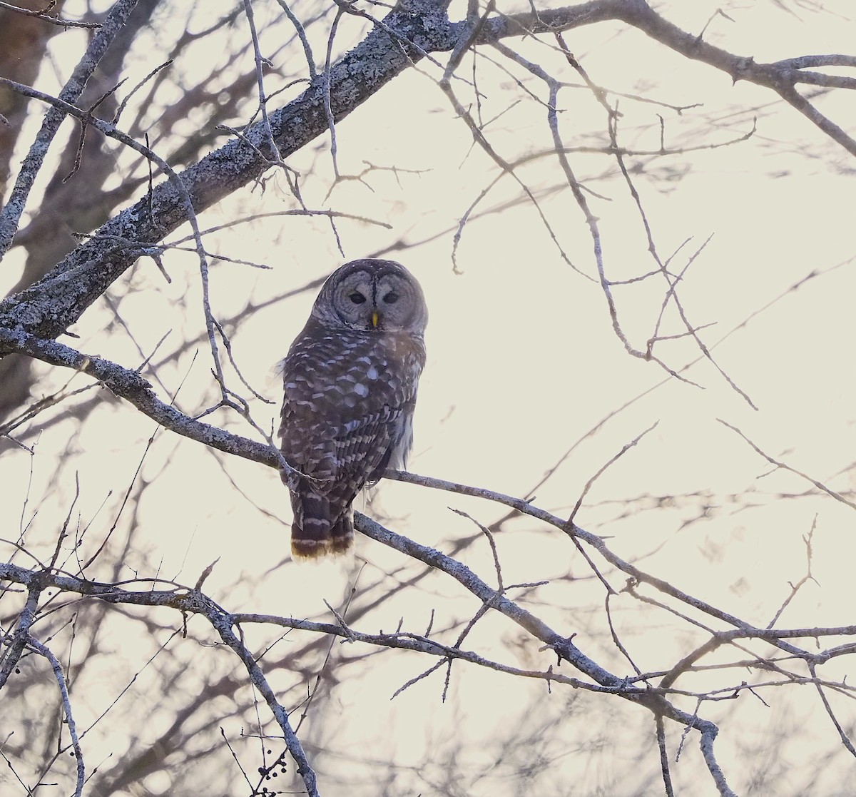 Barred Owl - ML646318424