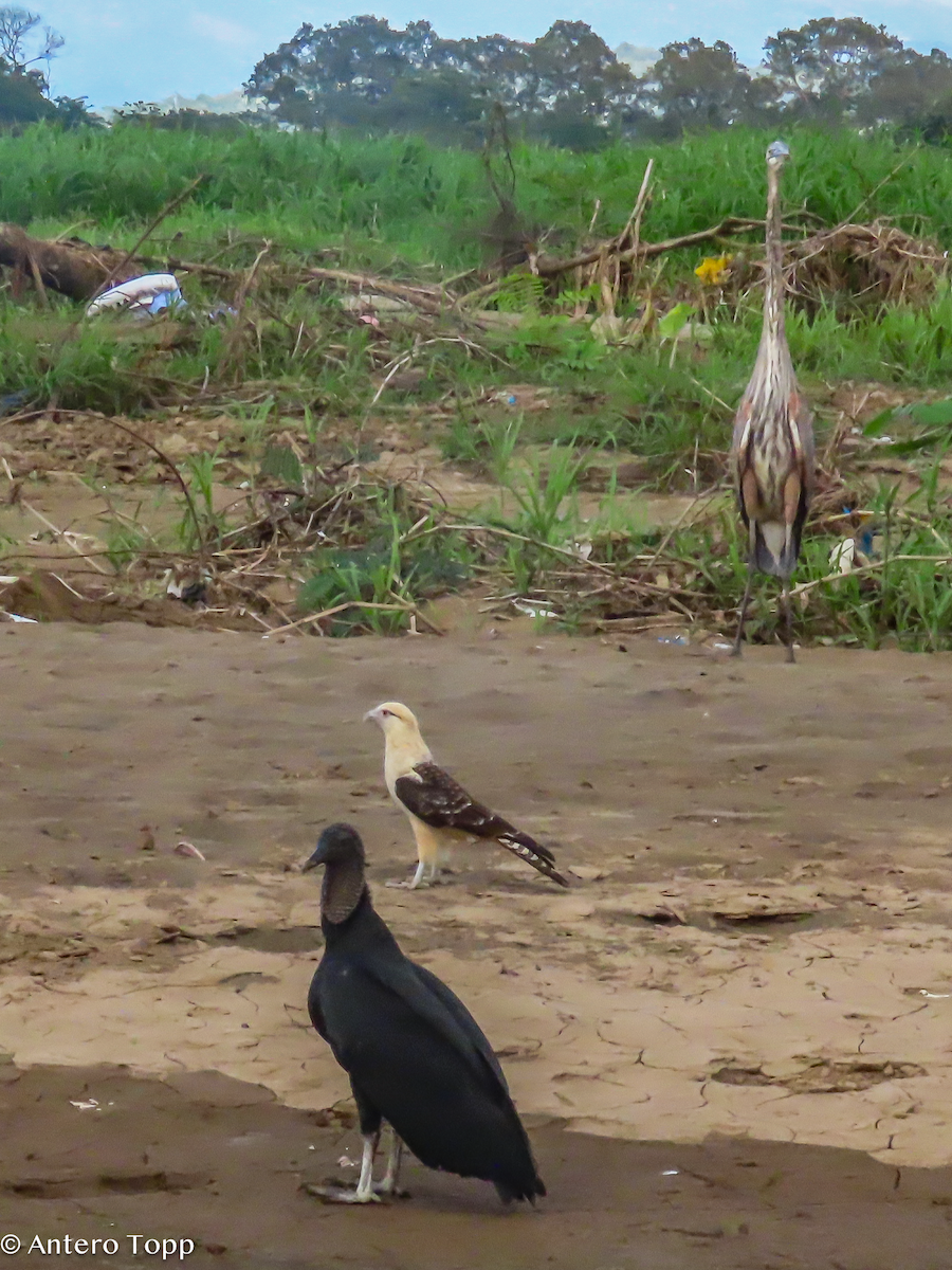 Yellow-headed Caracara - ML646318425