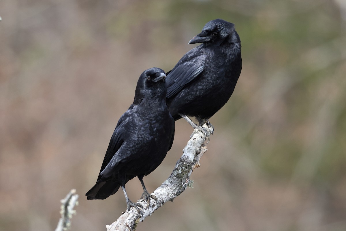 American Crow - ML646318433