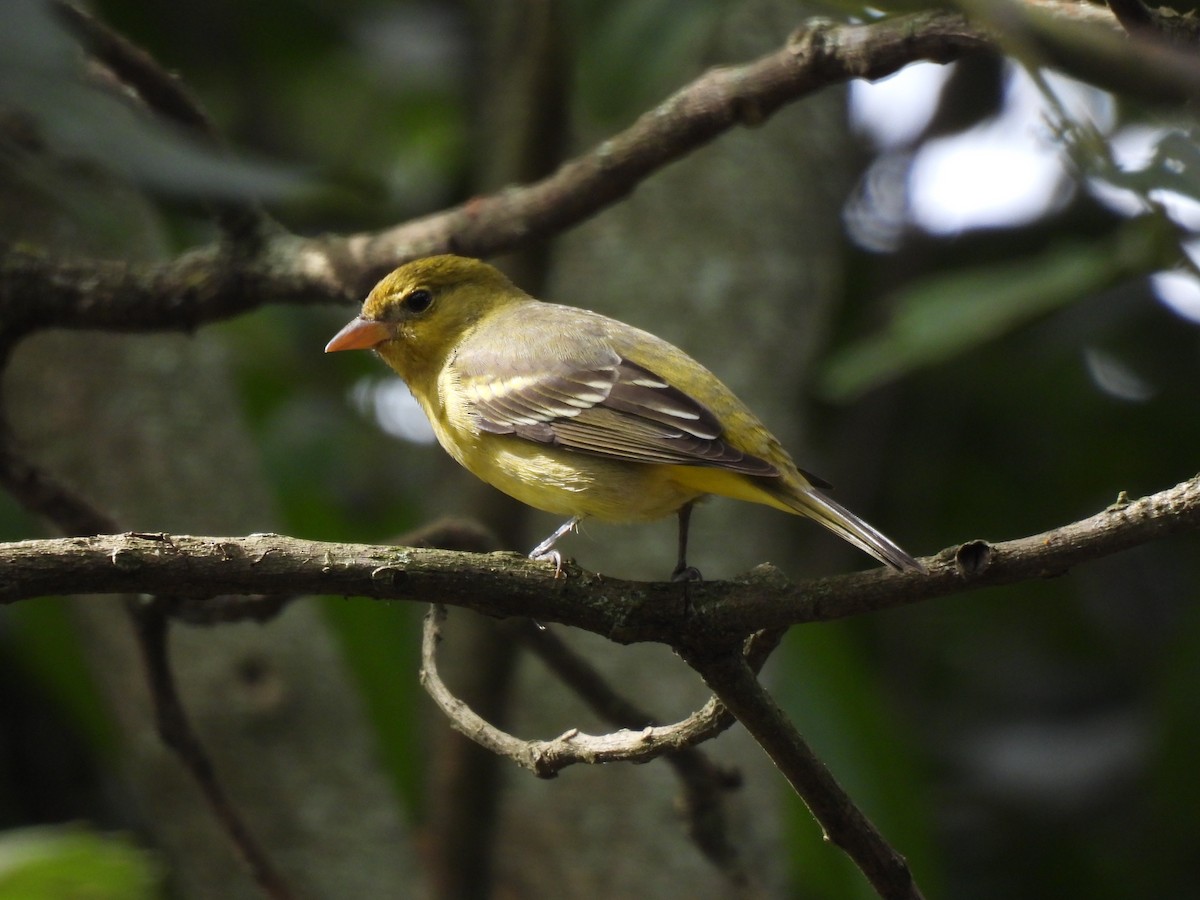 Western Tanager - ML646318434