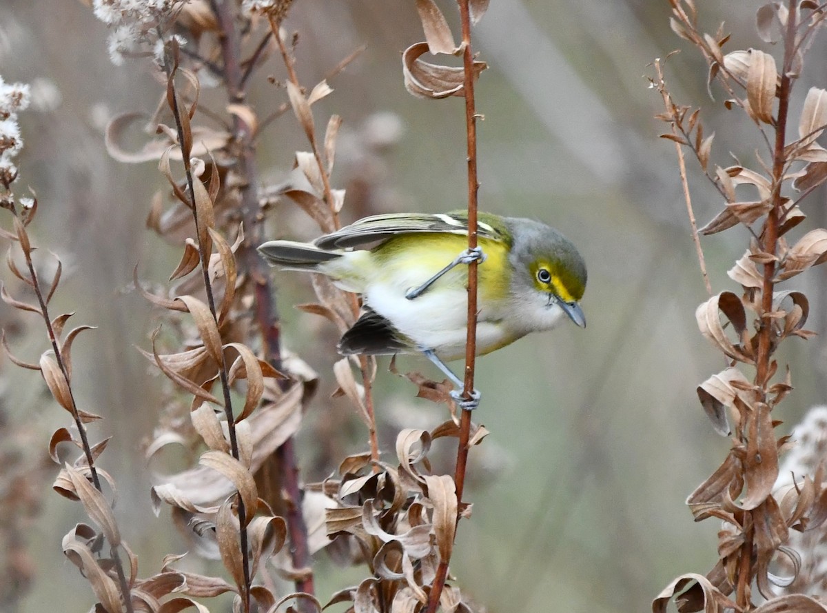 White-eyed Vireo - ML646318436