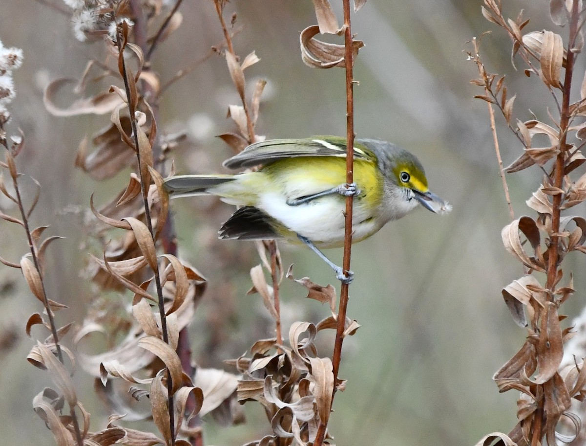 Vireo Ojiblanco - ML646318437