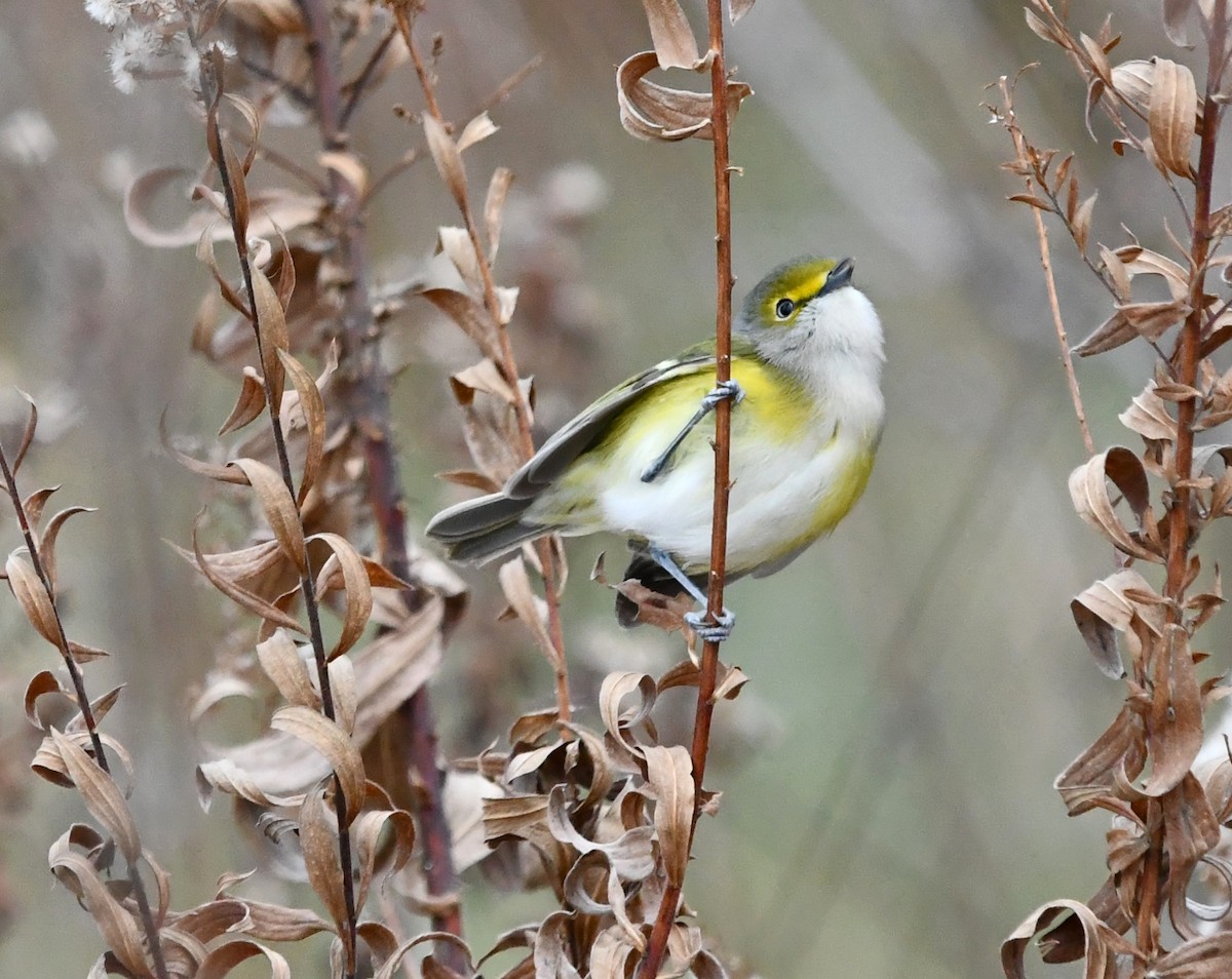 White-eyed Vireo - ML646318438