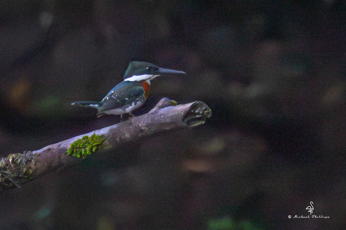 Green Kingfisher - ML646318439