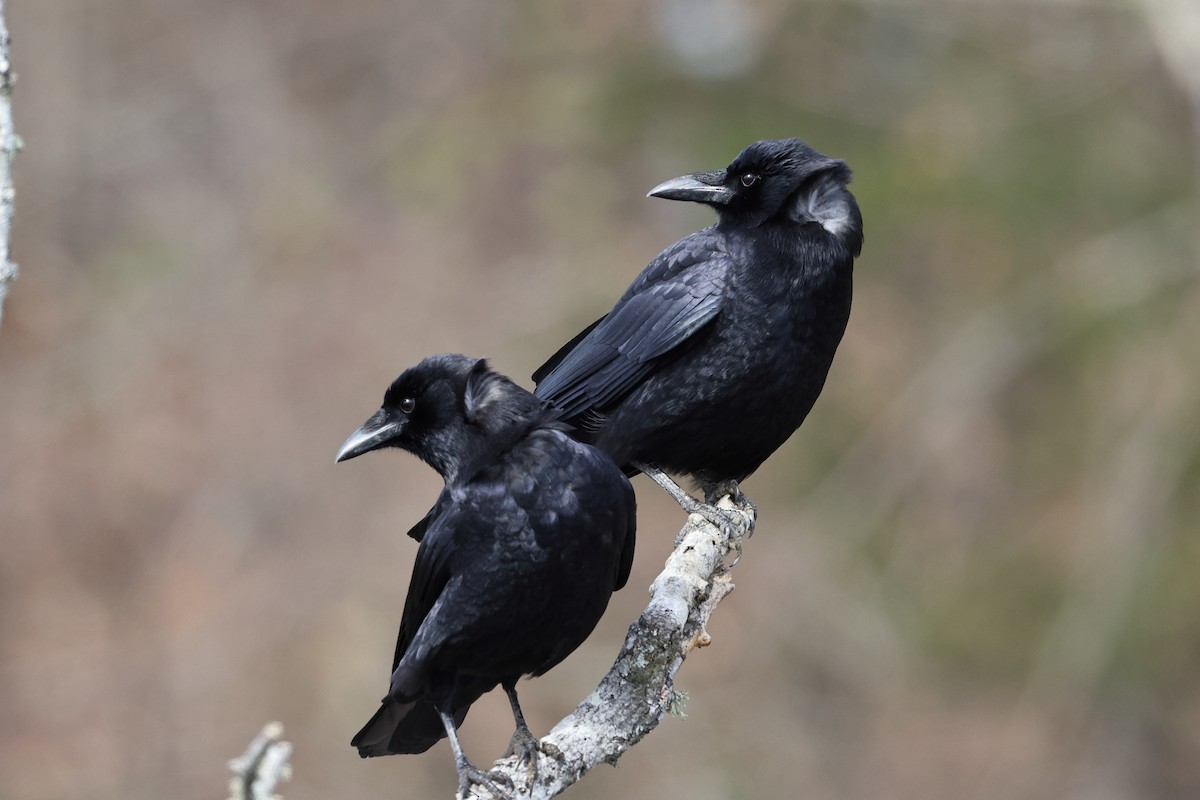 American Crow - ML646318440