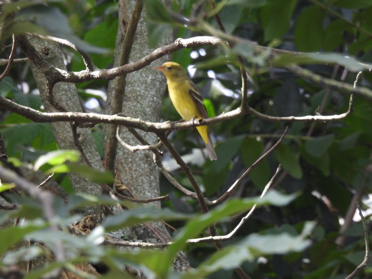Western Tanager - ML646318442