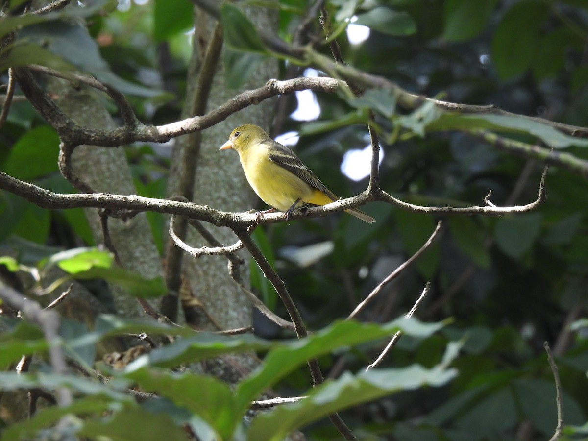 Western Tanager - ML646318443