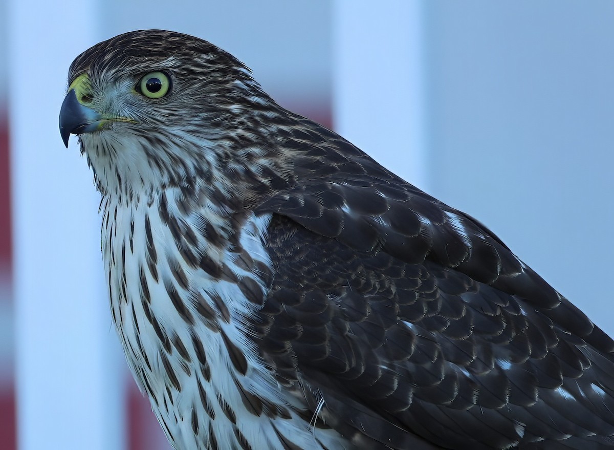 Cooper's Hawk - ML646318448